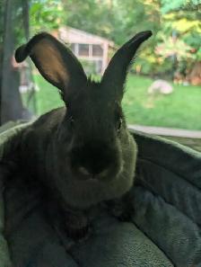 Beautiful bunnies ready for their new home. - Photo 4