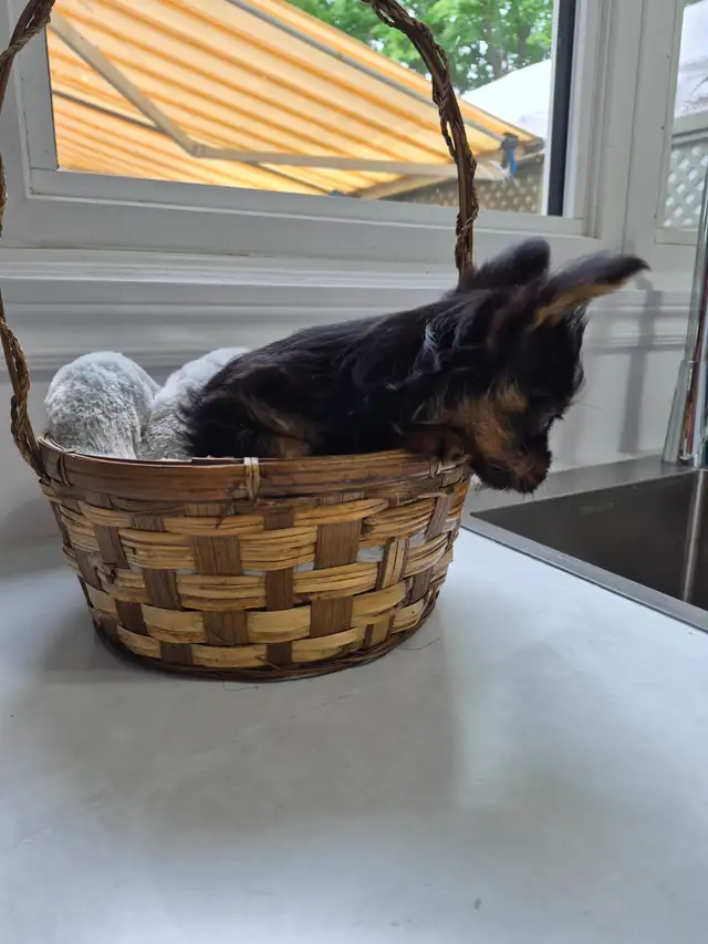 CHIOT YORKSHIRE PUPPY