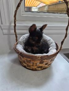 CHIOT YORKSHIRE PUPPY - Photo 2