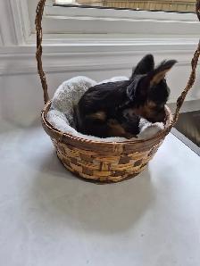 CHIOT YORKSHIRE PUPPY - Photo 3