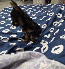 CHIOT YORKSHIRE PUPPY - Photo 4