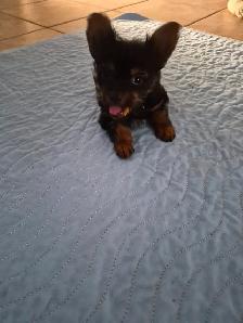 CHIOT YORKSHIRE PUPPY - Photo 5