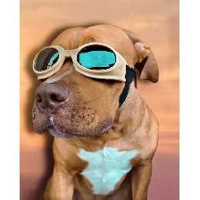Associate Veterinary Surgeon Required in London, ON - Photo 3