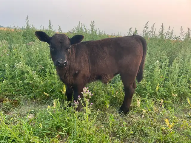 Angus Steer Calves
