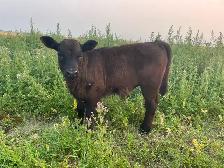 Angus Steer Calves