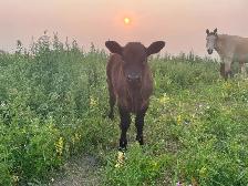 Angus Steer Calves - Photo 2