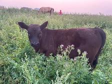 Angus Steer Calves - Photo 3