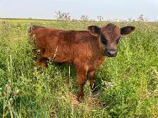 Angus Steer Calves - Photo 5