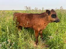 Angus Steer Calves - Photo 6