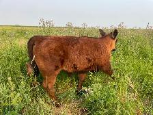 Angus Steer Calves - Photo 7