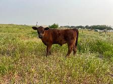 Angus Steer Calves - Photo 8
