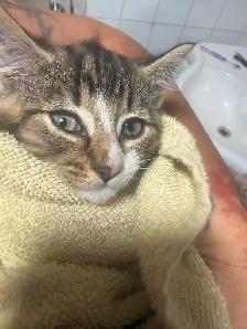 fluffy baby boy ready to go - Photo 2
