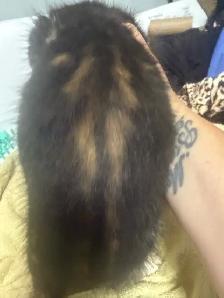 fluffy baby boy ready to go - Photo 3