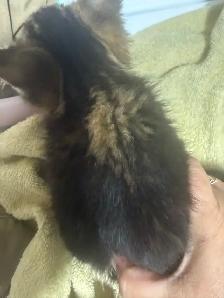 fluffy baby boy ready to go - Photo 4