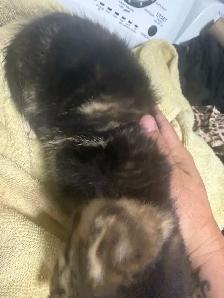 fluffy baby boy ready to go - Photo 5
