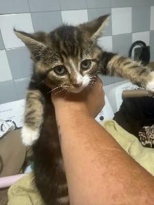 fluffy baby boy ready to go - Photo 6