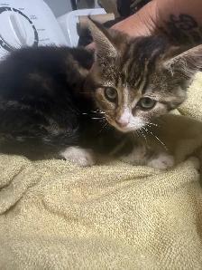 fluffy baby boy ready to go - Photo 7
