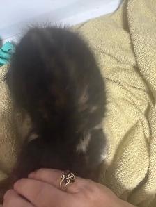 fluffy baby boy ready to go - Photo 8