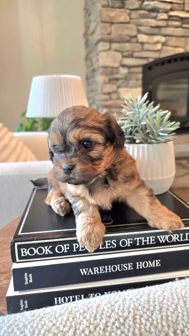 Stunning Shih-poo puppies