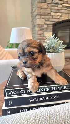 Stunning Shih-poo puppies
