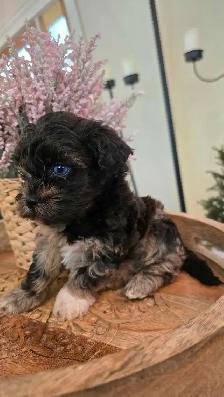 Stunning Shih-poo puppies - Photo 4
