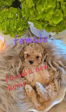Stunning Shih-poo puppies - Photo 5