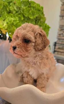 Stunning Shih-poo puppies - Photo 6
