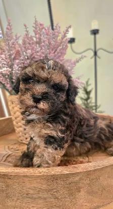 Stunning Shih-poo puppies - Photo 10