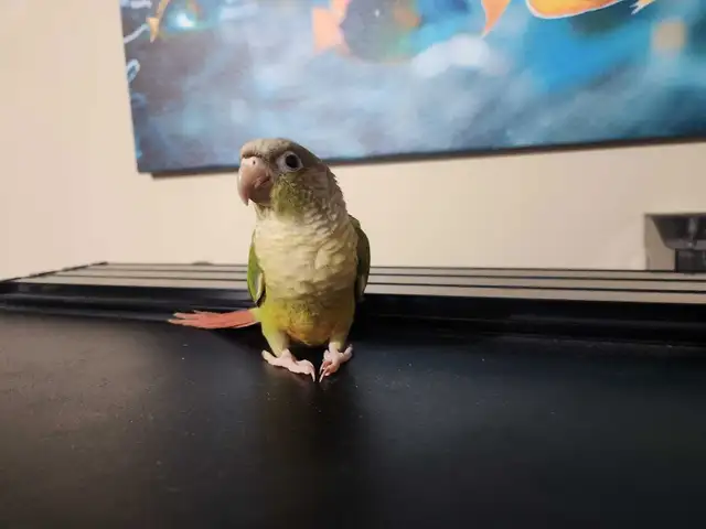 Baby Female Cinnamon Green Cheek Conure