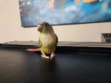 Baby Female Cinnamon Green Cheek Conure