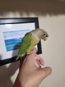 Baby Female Cinnamon Green Cheek Conure - Photo 2