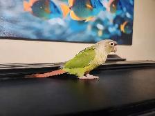 Baby Female Cinnamon Green Cheek Conure - Photo 3