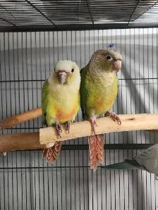 Baby Female Cinnamon Green Cheek Conure - Photo 4