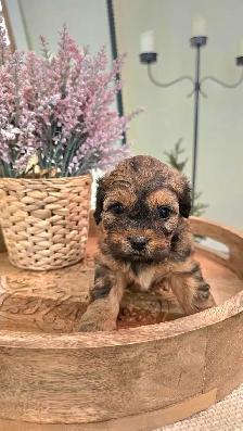 Exquisite Shih-Poo puppies