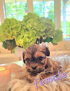 Exquisite Shih-Poo puppies - Photo 2