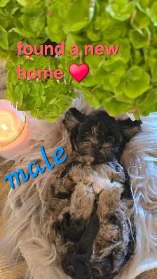 Exquisite Shih-Poo puppies - Photo 3