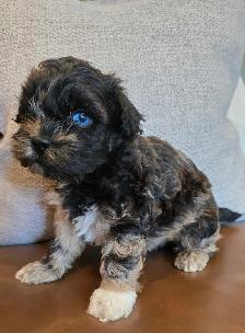 Exquisite Shih-Poo puppies - Photo 4
