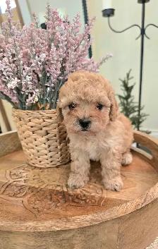 Exquisite Shih-Poo puppies - Photo 6