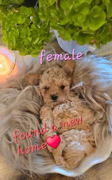 Exquisite Shih-Poo puppies - Photo 7
