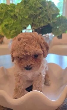Exquisite Shih-Poo puppies - Photo 8