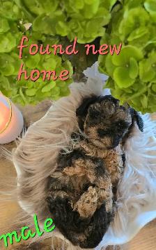Exquisite Shih-Poo puppies - Photo 9