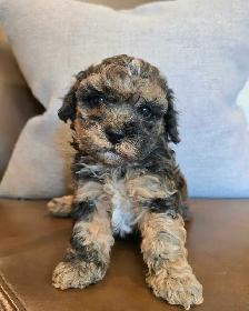 Exquisite Shih-Poo puppies - Photo 10