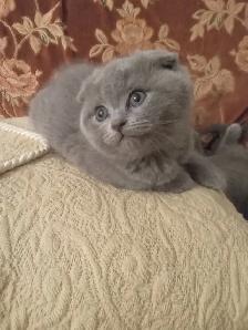 Scottish Fold and Scottish Straight kittens CCA/AFC registered - Photo 2