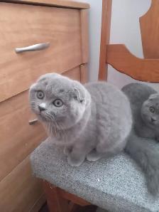 Scottish Fold and Scottish Straight kittens CCA/AFC registered - Photo 3