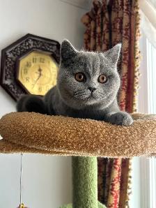 Scottish Fold and Scottish Straight kittens CCA/AFC registered - Photo 5