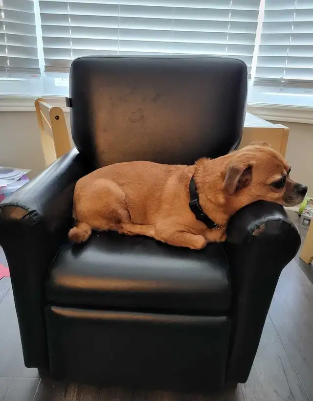 Jug (Jack Russel x Pug) aprx 9 years old