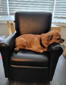 Jug (Jack Russel x Pug) aprx 9 years old
