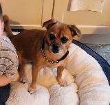 Jug (Jack Russel x Pug) aprx 9 years old - Photo 2