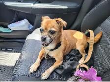Jug (Jack Russel x Pug) aprx 9 years old - Photo 3
