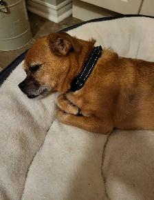 Jug (Jack Russel x Pug) aprx 9 years old - Photo 6